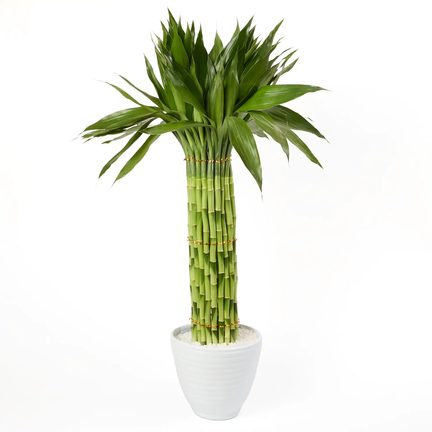 Dracena Circular Planta Natural Timlog